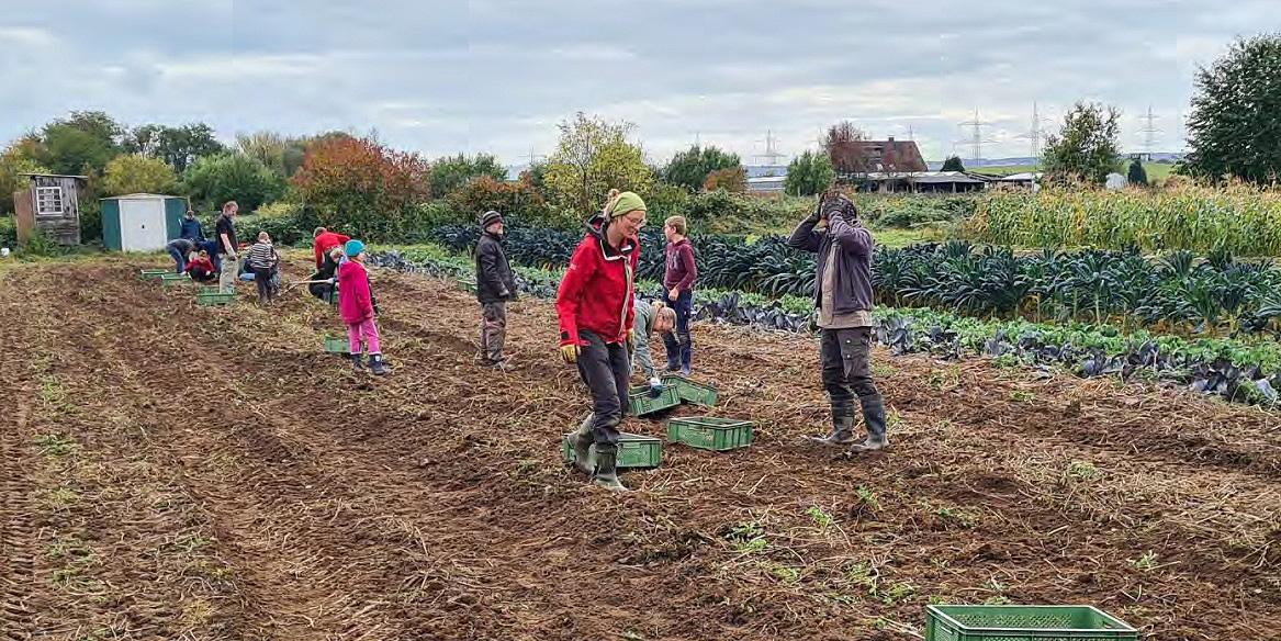 SoLaWi-Mitglieder beim Ernteeinsatz
