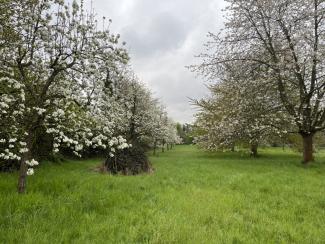 blühende Obstbäume auf einer Wiese