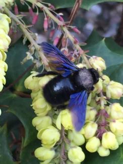 Wildbiene auf einer Blütendolde