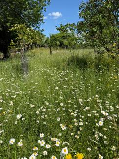 blühende Wiese mit Bäumen
