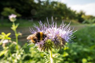Distelblüte mit Hummel auf dem Leyenhof