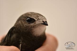 ein Vogel (Gebäudebrüter)