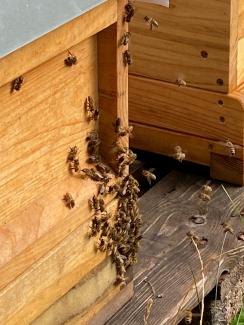 Bienen im Anflug auf ihren Stock